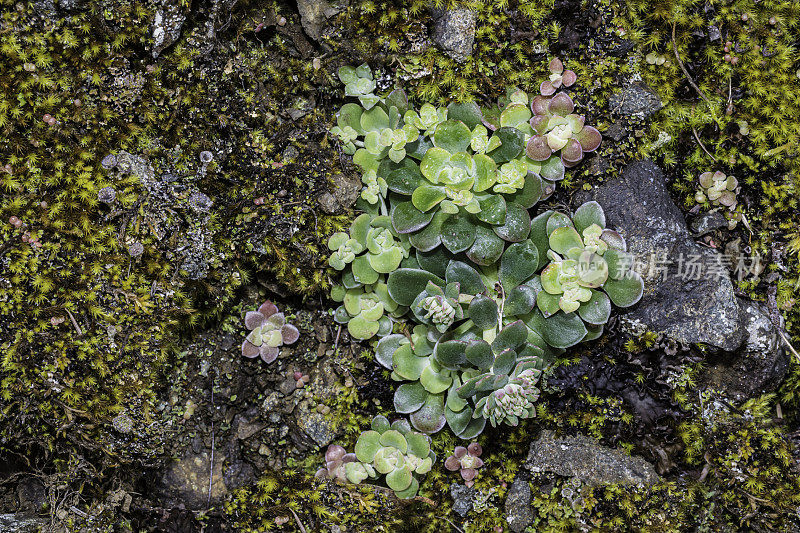 天景天(Sedum spathulifolium)是景天科的一种开花植物，俗称阔叶天景天、黄色天景天、匙叶天景天。